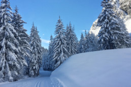 Cross country ski tracks through the forest in Champagny